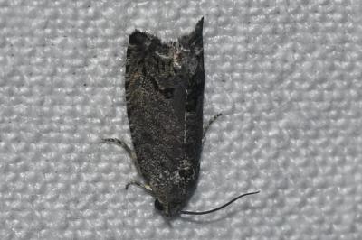 <i>Cydia splendana</i>