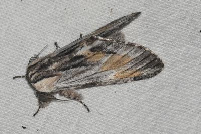 <i>Harpyia milhauseri</i>