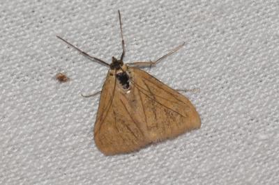 <i>Evergestis forficalis</i>