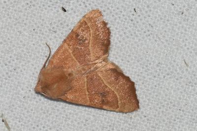 <i>Atethmia centrago</i>