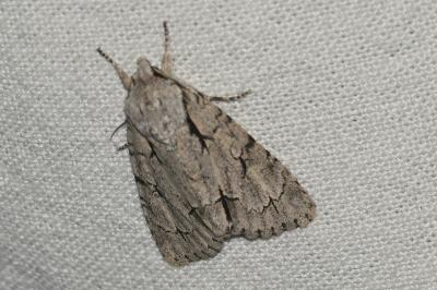 <i>Acronicta psi/tridens</i>