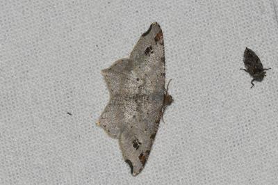 <i>Macaria alternata</i>