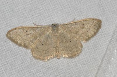 <i>Idaea seriata</i>