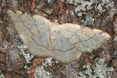 <i>Stegania trimaculata</i>
