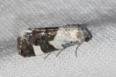 <i>Acontia lucida</i>