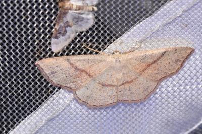<i>Cyclophora punctaria</i>