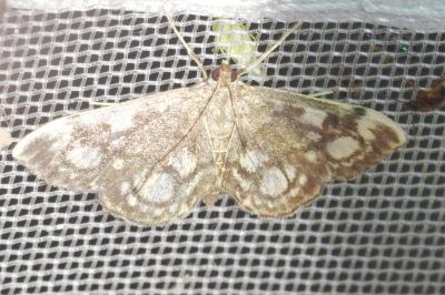 <i>Anania coronata</i>