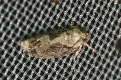 <i>Zeiraphera isertana</i>