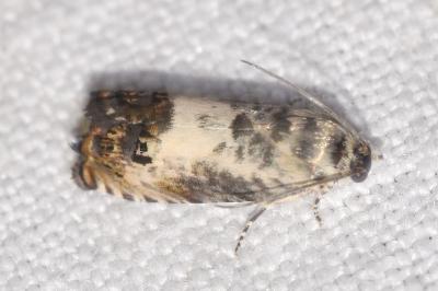 <i>Pammene fasciana</i>