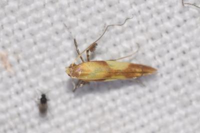 <i>Caloptilia alchimiella</i>