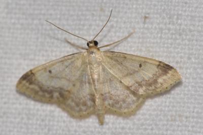<i>Idaea biselata</i>