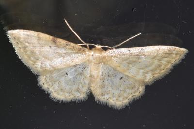 <i>Idaea fuscovenosa</i>