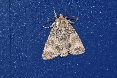 <i>Acronicta megacephala</i>