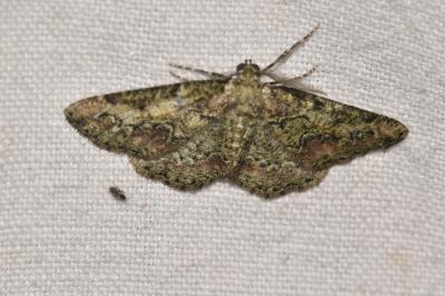 <i>Cleorodes lichenaria</i>