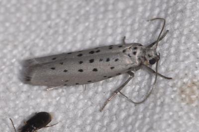 <i>Yponomeuta sedella</i>