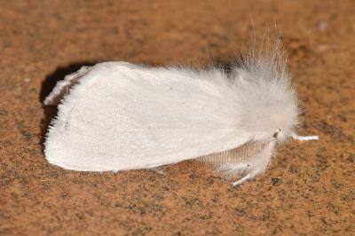 <i>Sphrageidus similis</i>