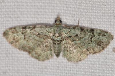 <i>Pasiphila rectangulata</i>