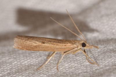 <i>Pediasia contaminella</i>