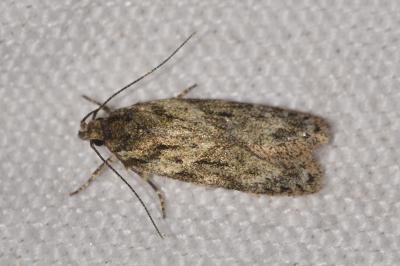 <i>Gelechia muscosella</i>