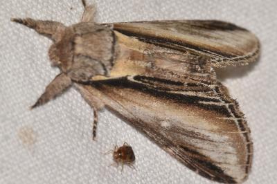 <i>Pheosia tremula</i>
