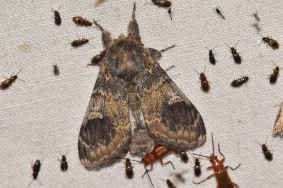 <i>Notodonta tritophus</i>