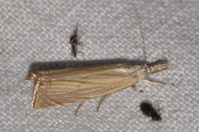 <i>Chrysoteuchia culmella</i>