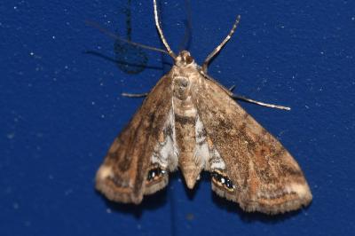 <i>Cataclysta lemnata</i>