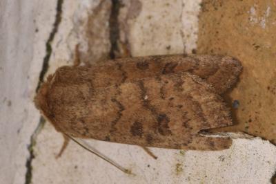 <i>Hoplodrina octogenaria</i>