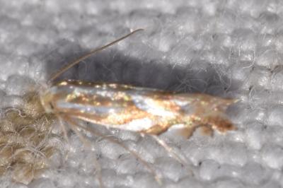 <i>Phyllonorycter distentella</i>