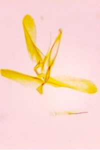 <i>Phyllonorycter distentella</i>