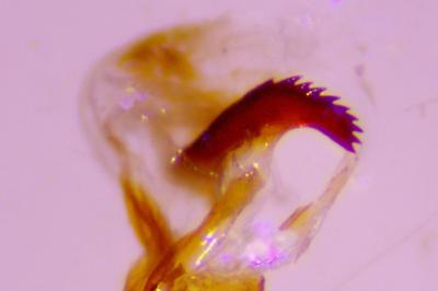 <i>Mesapamea secalella</i>