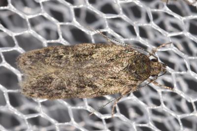 <i>Gelechia muscosella</i>