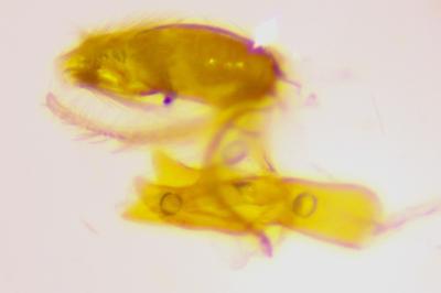 <i>Aproaerema larseniella</i>