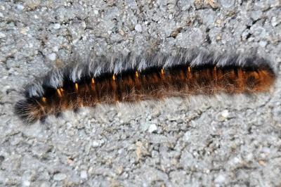 <i>Macrothylacia rubi</i>