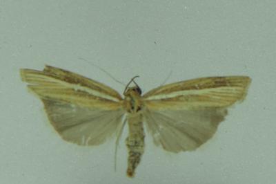 <i>Agriphila tristella</i>