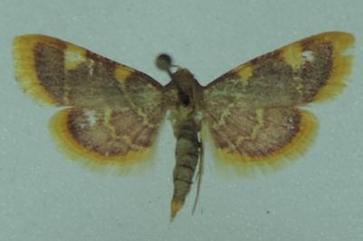 <i>Hypsopygia costalis</i>