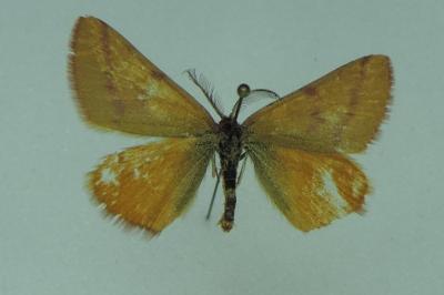 <i>Lythria purpuraria</i>