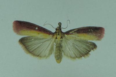 <i>Oncocera semirubella</i>