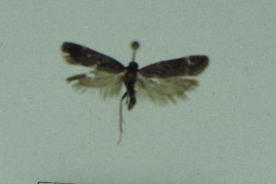 <i>Aproaerema anthyllidella</i>