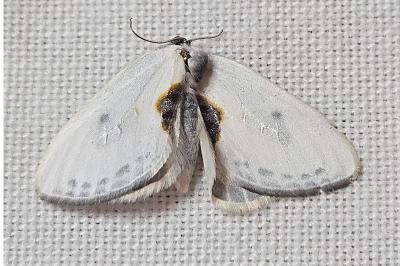 <i>Cilix hispanica</i>
