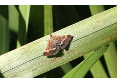 <i>Pyrausta despicata</i>