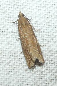 <i>Bactra</i>