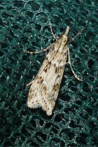 <i>Eudonia angustea</i>