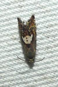 <i>Pammene populana</i>