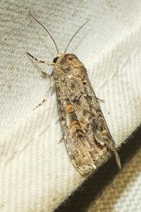 <i>Spodoptera exigua</i>