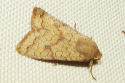 <i>Sunira circellaris</i>