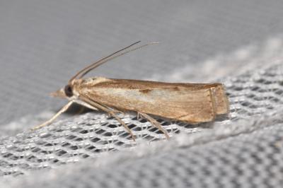 <i>Agriphila geniculea</i>