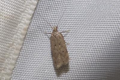 <i>Bryotropha terrella</i>