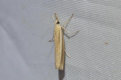 <i>Agriphila selasella</i>