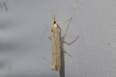<i>Ancylolomia disparalis</i>